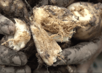 Pests and falling prices hit ginger growers in Martshala, Samdrup Jongkhar